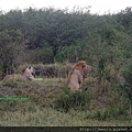1 8 Masai Mara  - Lion (2).JPG