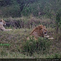 1 8 Masai Mara  - Lion (3).JPG