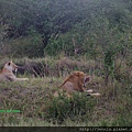1 8 Masai Mara  - Lion (4).JPG
