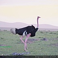 1 11 Masai Mara  - Ostrich.JPG