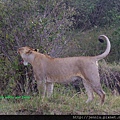 1 8 Masai Mara  - Lion (5).JPG