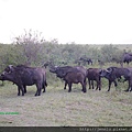 1 9 Masai Mara  - Buffalo.JPG