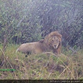 1 10 Masai Mara  - Lion (2).JPG