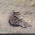 3 3 Masai Mara - dead body.JPG