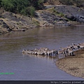 3 4 Mara River - Zebra (2).JPG