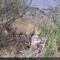 3 5 Masai Mara - Lion Eating (1).JPG