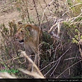 3 5 Masai Mara - Lion Eating (4).JPG