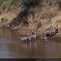 3 4 Mara River - Zebra (1).JPG