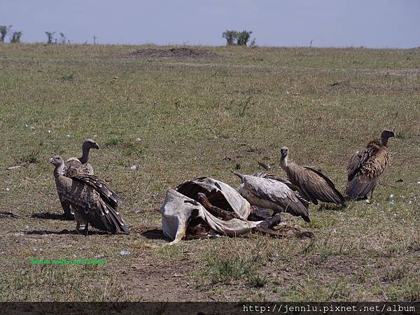 3 12 Masai Mara (2).JPG