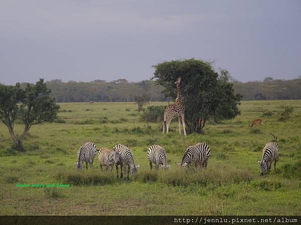 4 13 Lake Nakuru - Giraffe (3).JPG