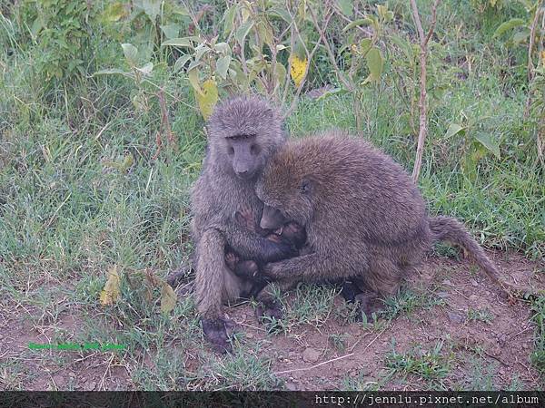 4 7 Lake Nakuru - Baboon.JPG