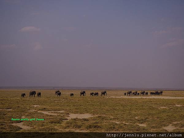 6 6 Amboseli - Elephants Moving (4).JPG