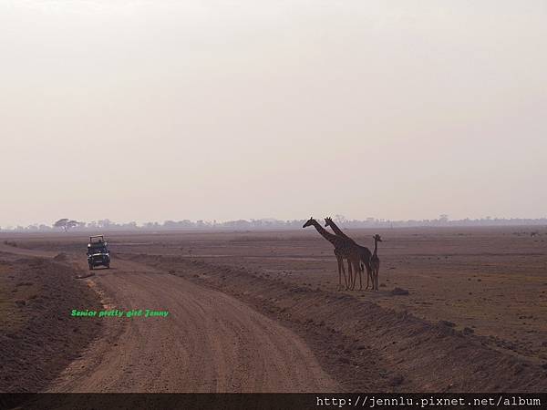 6 7 Amboseli - Giraffe Moving.JPG