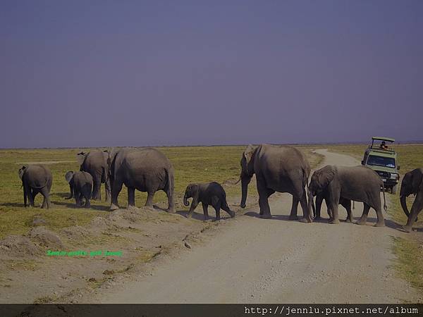 6 6 Amboseli - Elephants Moving (3).JPG