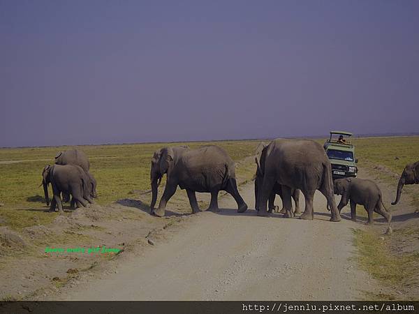 6 6 Amboseli - Elephants Moving (2).JPG