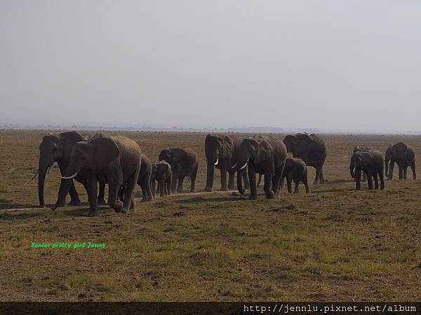 6 6 Amboseli - Elephants Moving (1).JPG