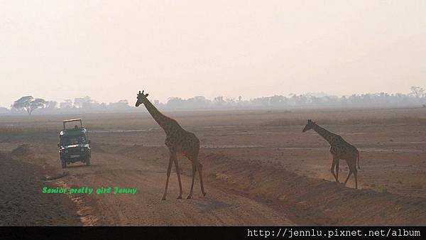 6 7 Amboseli - Giraffe Moving_Moment.jpg