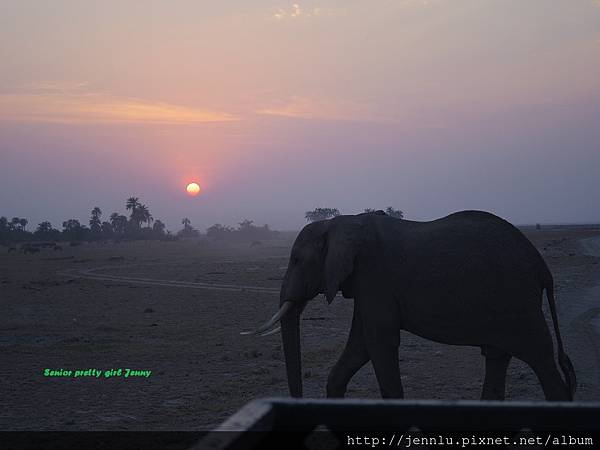 7 0 Amboseli.JPG