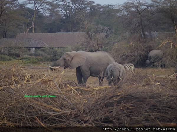 7 2 Amboseli - Elephant (2).JPG