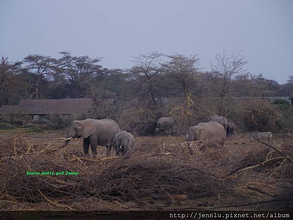 7 2 Amboseli - Elephant (1).JPG