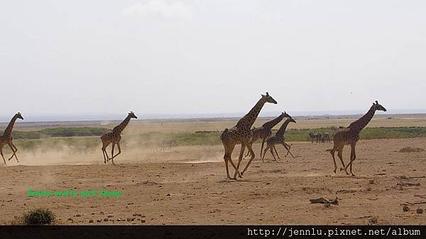 7 9 Amboseli - Giraffe Running (1).jpg