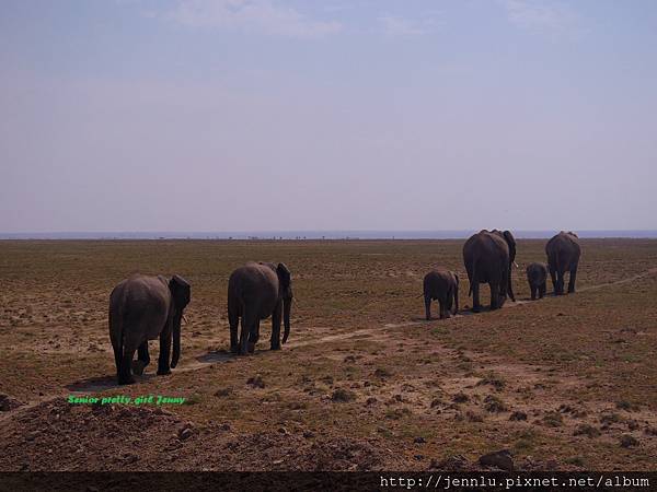 7 8 Amboseli (3).JPG