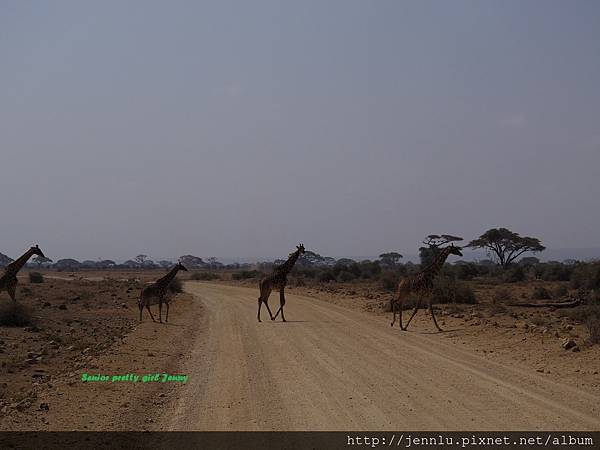 7 9 Amboseli - Giraffe Running (3).JPG