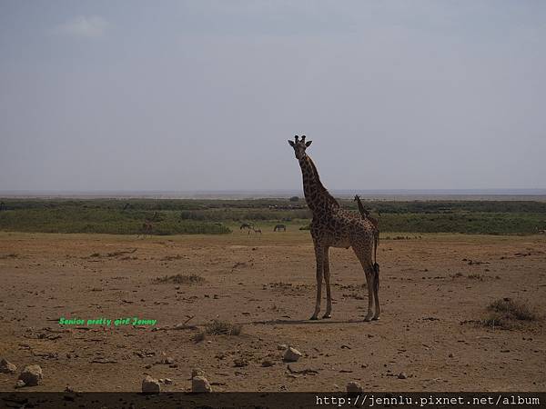 7 9 Amboseli - Giraffe Running (2).JPG
