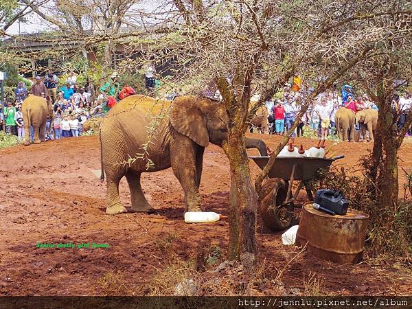 8 3 David sheldrick elephant orphanage (5).JPG