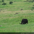 3 1 Ngrongoro crater (2).JPG