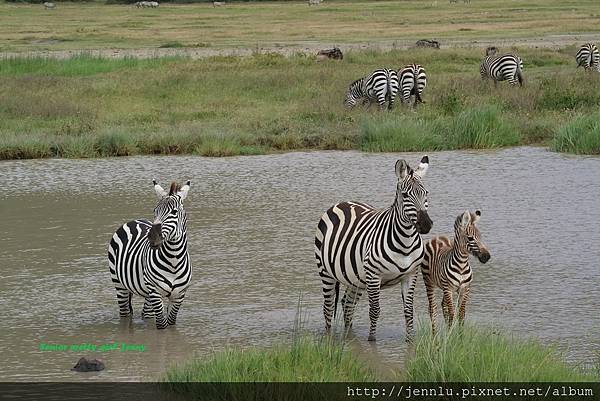 3 1 Ngrongoro crater (6).JPG