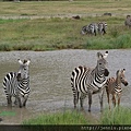 3 1 Ngrongoro crater (6).JPG