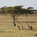 3 5 Serengeti (12).JPG