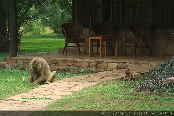 7 2 Amboseli Oltukai Lodge (5).JPG