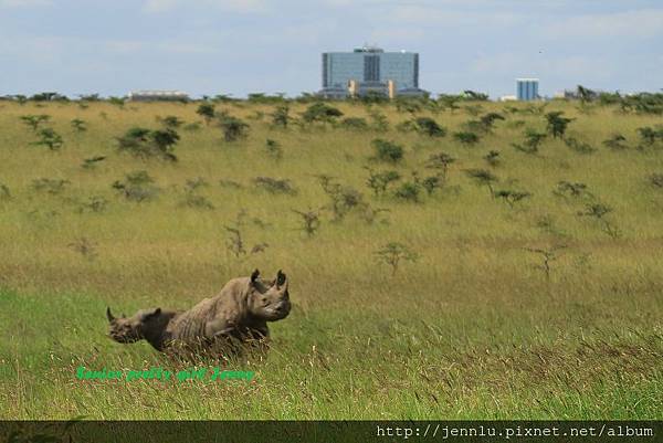 8 2 Nairobi National Park (7).JPG