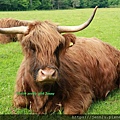 4 1 Highland Cow.JPG