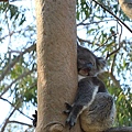 3 2 Yanchep National Park (2).JPG