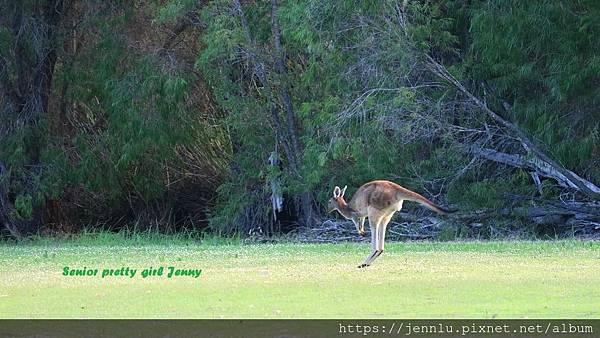 3 2 Yanchep National Park (3).JPG