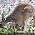 3 2 Yanchep National Park (5).JPG