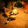 黃頭陸龜.jpg