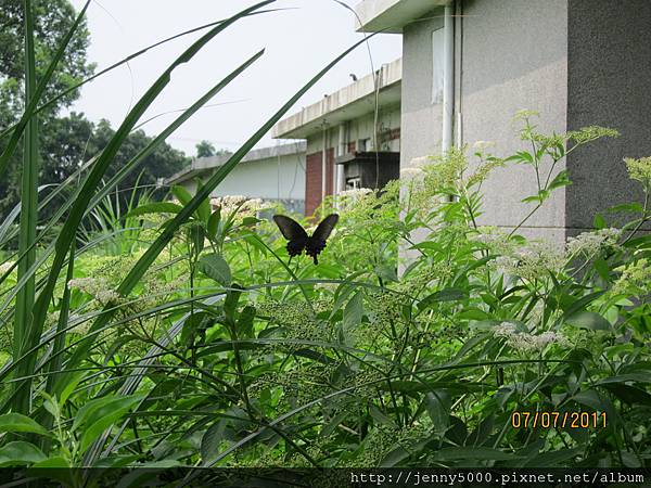 大紅紋鳳蝶-保育類.JPG