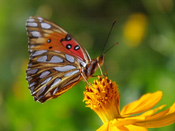 Gulf Fritillary- 1.jpg