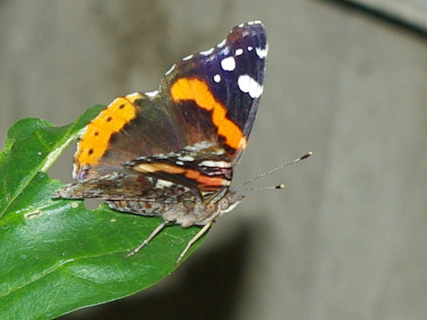 Red Admiral_1.jpg