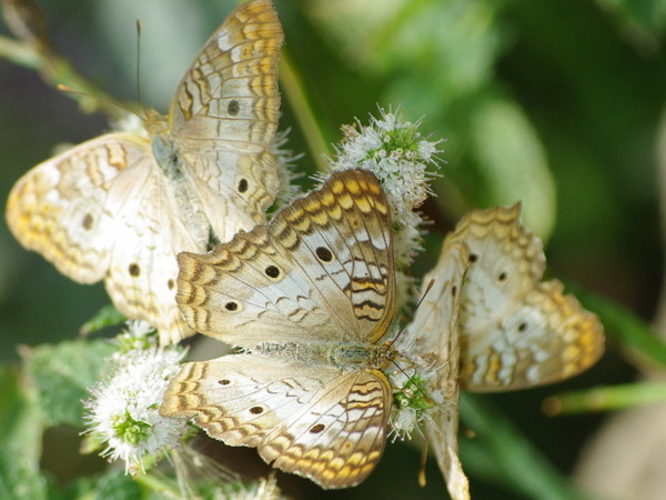 White Peacock_1.jpg