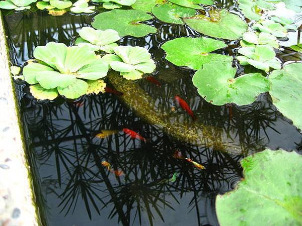 小荷花池-魚兒水中游