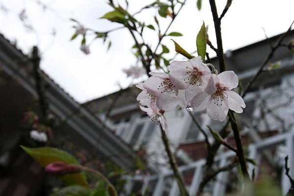 阿里山賓館前櫻花