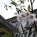 阿里山賓館前櫻花