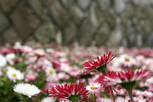 阿里山車站- 小雛菊