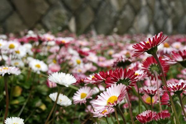 阿里山車站- 小雛菊