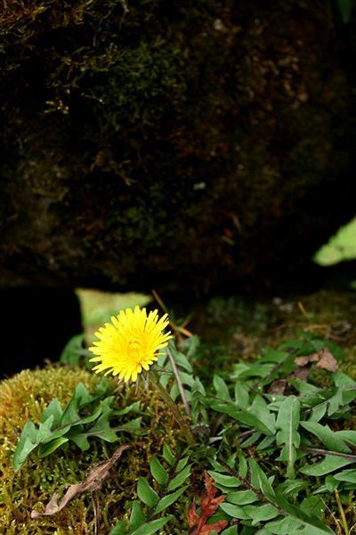 青年活動中心- 小黃花